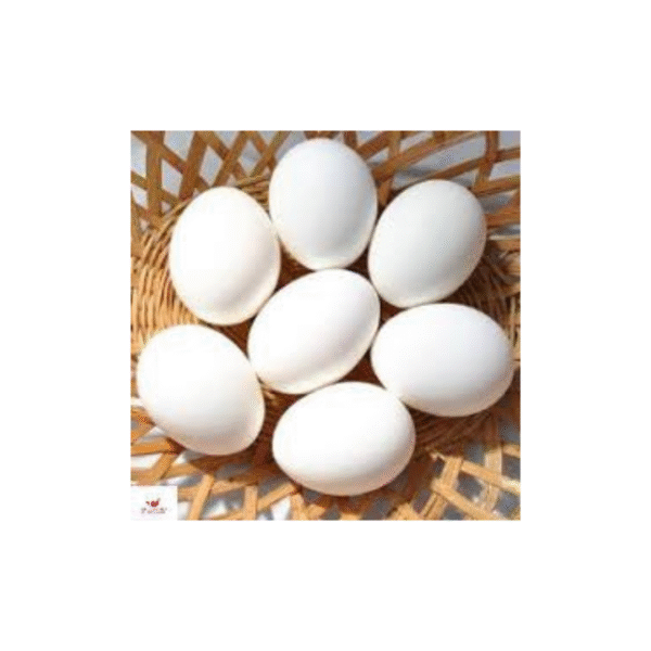 Fresh Eggs (12 pcs)
