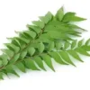 CURRY LEAF