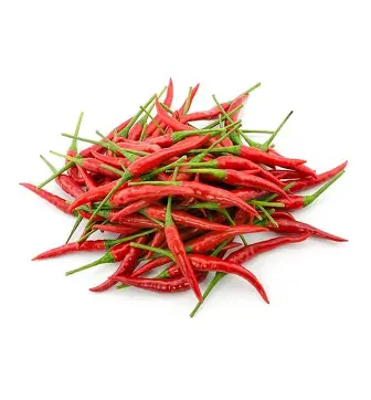 CHILLI PADI (India)